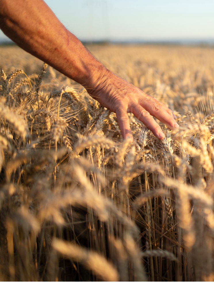harvest-capital-team-work